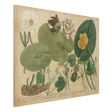 Impression sur bois - Vintage Board White Water-Lily