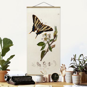 Tableau en tissu avec porte-affiche - John Curtis - A Scarce Swallow-Tail Butterfly