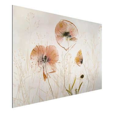 Tableau sur aluminium - Dried Poppy Flowers With Delicate Grasses