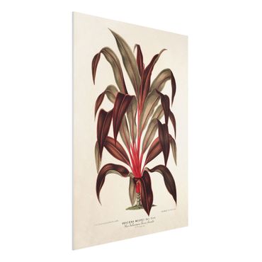 Impression sur forex - Botany Vintage Illustration Of Dragon Tree