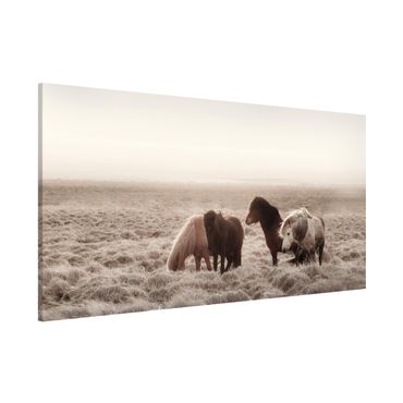Tableau magnétique - Wild Icelandic Horse