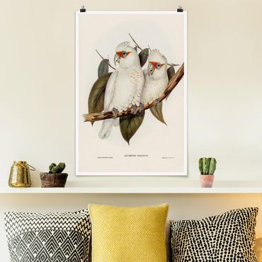 Poster - Vintage Illustration White Cockatoo
