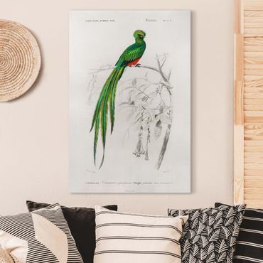 Impression sur toile - Vintage Board Tropical Bird I