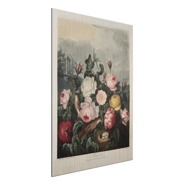 Impression sur aluminium - Botany Vintage Illustration Of Roses