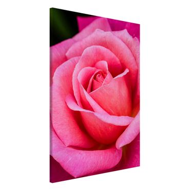 Tableau magnétique - Pink Rose Flowers Green Backdrop