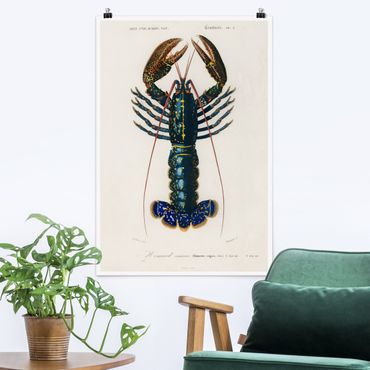 Poster - Vintage Board Blue Lobster