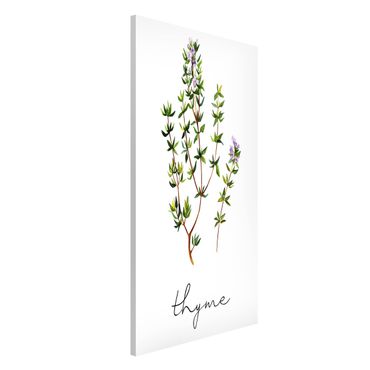 Tableau magnétique - Herbs Illustration Thyme