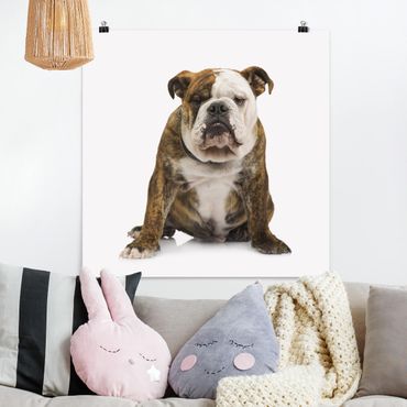 Poster - Bulldog