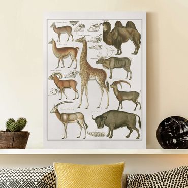 Impression sur toile - Vintage Board Giraffe, Camel And IIama