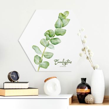 Hexagone en forex - Watercolour Botany Eucalyptus