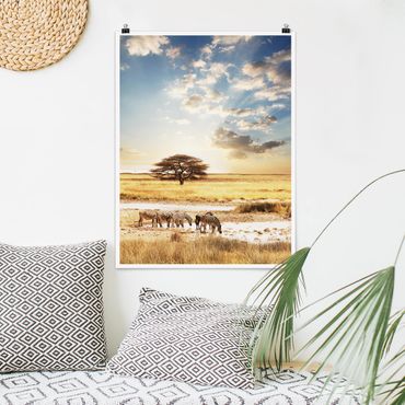 Poster animaux - Zebras' lives