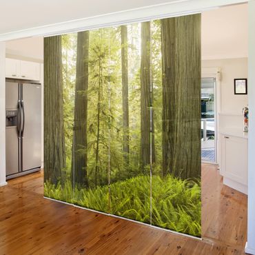 Set de panneaux coulissants - Redwood State Park Forest View