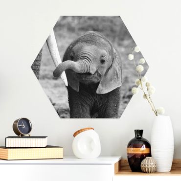 Hexagone en alu Dibond - Baby Elephant