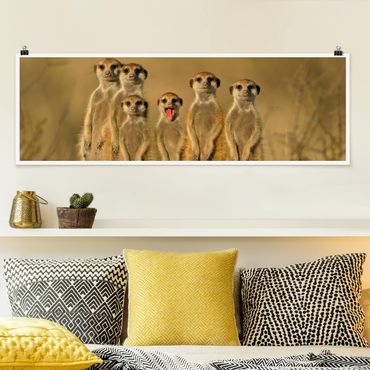 Poster panoramique animaux - Meerkat Family