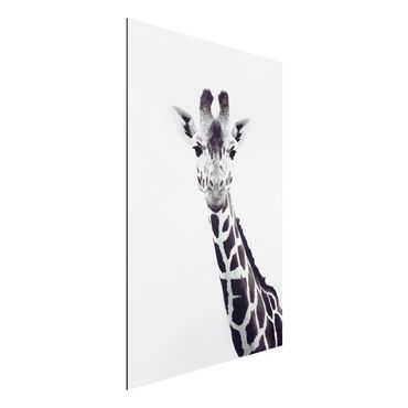 Tableau sur aluminium - Giraffe Portrait In Black And White