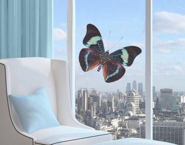 Sticker pour fenêtres - Lepidoptera