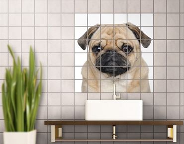 Sticker pour carrelage - Pug Portrait