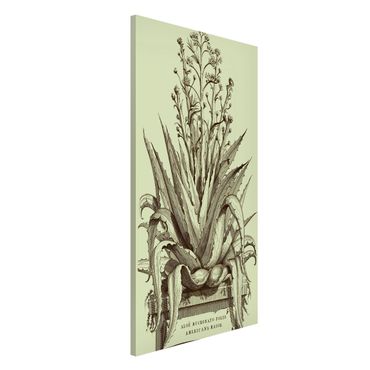 Tableau magnétique - Vintage Aloe Vera Americana Major