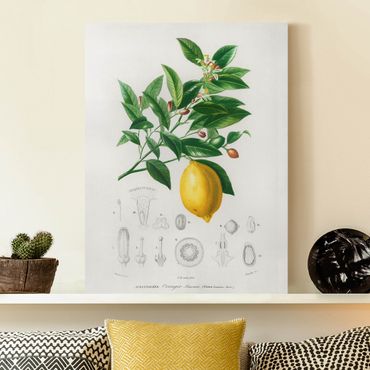 Impression sur toile - Botany Vintage Illustration Of Lemon