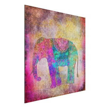 Impression sur aluminium - Colourful Collage - Indian Elephant