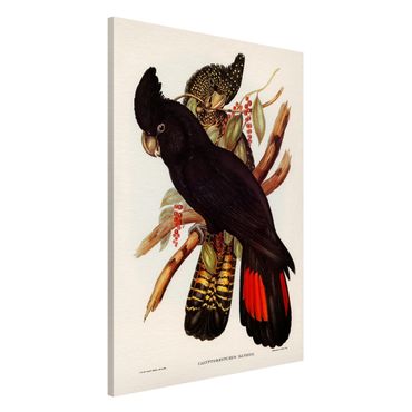 Tableau magnétique - Vintage Illustration Black Cockatoo Black Gold