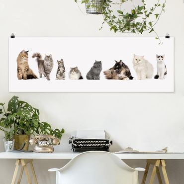 Poster animaux - Cat Gang
