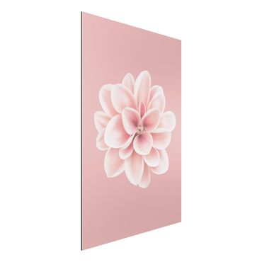 Tableau sur aluminium - Dahlia Pink Blush Flower Centered
