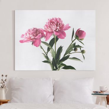 Tableau sur toile - Pink Flowers And Buds On White