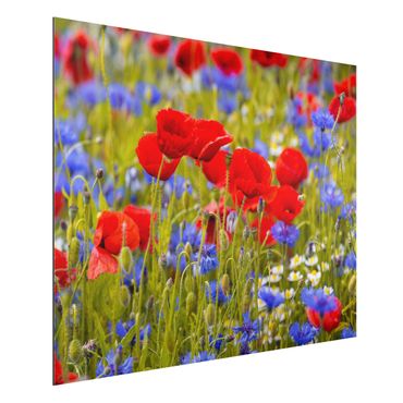 Impression sur aluminium - Summer Meadow With Poppies And Cornflowers