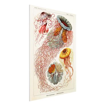 Impression sur forex - Vintage Board Jellyfish