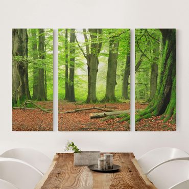 Impression sur toile 3 parties - Mighty Beech Trees