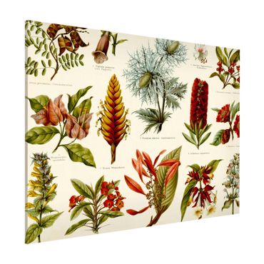 Tableau magnétique - Vintage Board Tropical Botany I