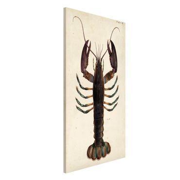 Tableau magnétique - Vintage Illustration Lobster