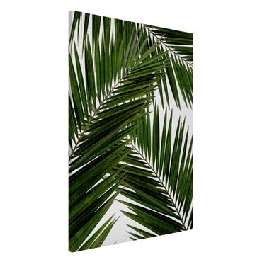 Tableau magnétique - View Through Green Palm Leaves