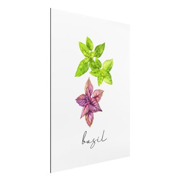 Tableau sur aluminium - Herbs Illustration Basil