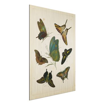 Impression sur aluminium - Vintage Illustration Exotic Butterflies
