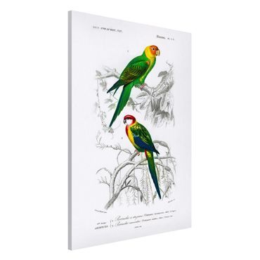 Tableau magnétique - Vintage Wall Chart Two Parrots Green Red