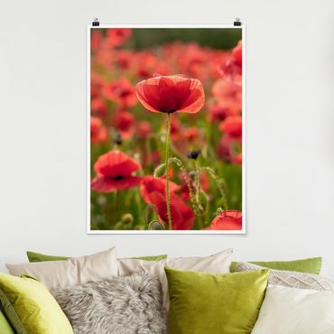 Poster fleurs - Poppy Field In Sunlight