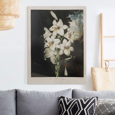 Impression sur toile - Botany Vintage Illustration White Lily