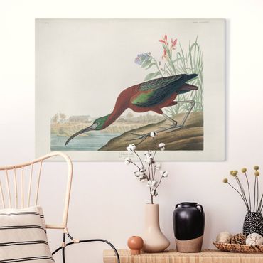 Impression sur toile - Vintage Board Brown Ibis