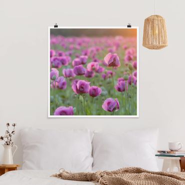 Poster - Purple Poppy Flower Meadow In Spring