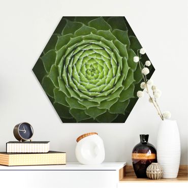 Hexagone en forex - Mandala Succulent