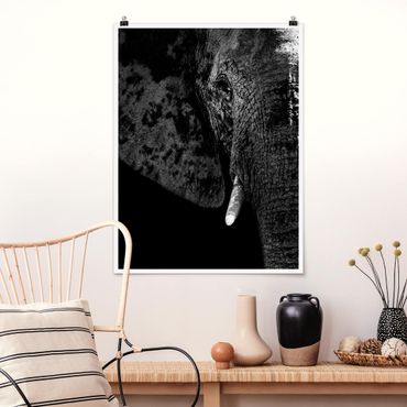 Poster animaux - African Elephant black and white
