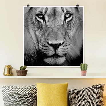 Poster - Old Lion