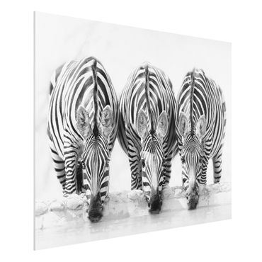 Tableau en forex - Zebra Trio In Black And White