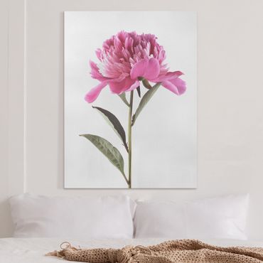 Tableau sur toile - Blooming Peony Pink On White