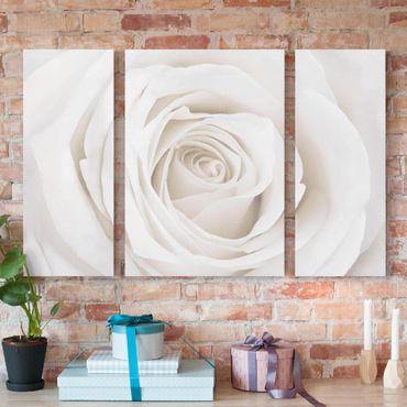 Impression sur toile 3 parties - Pretty White Rose