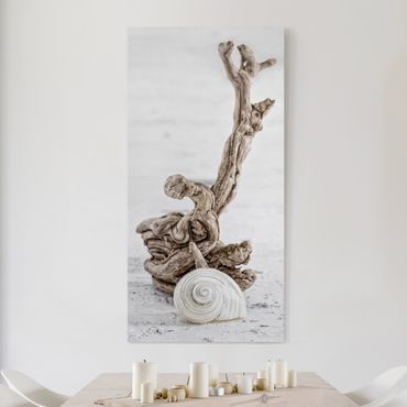 Impression sur toile - White Snail Shell And Root Wood
