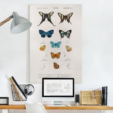 Impression sur toile - Vintage Board Butterflies I