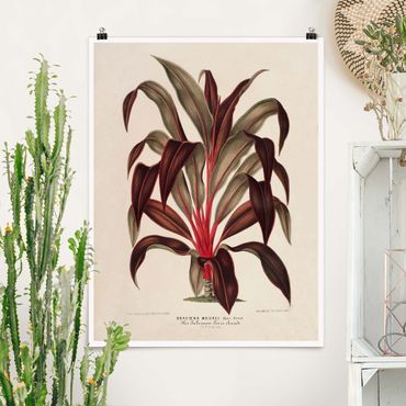 Poster - Botany Vintage Illustration Of Dragon Tree
